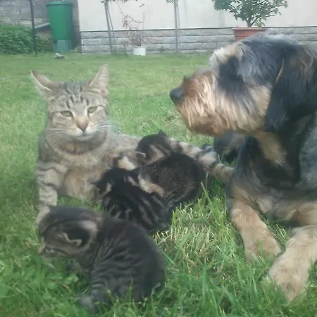 FeWo Gutendorf Bad Berka Habitación foto